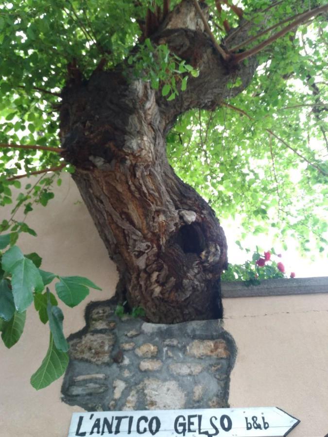 L'antico Gelso
