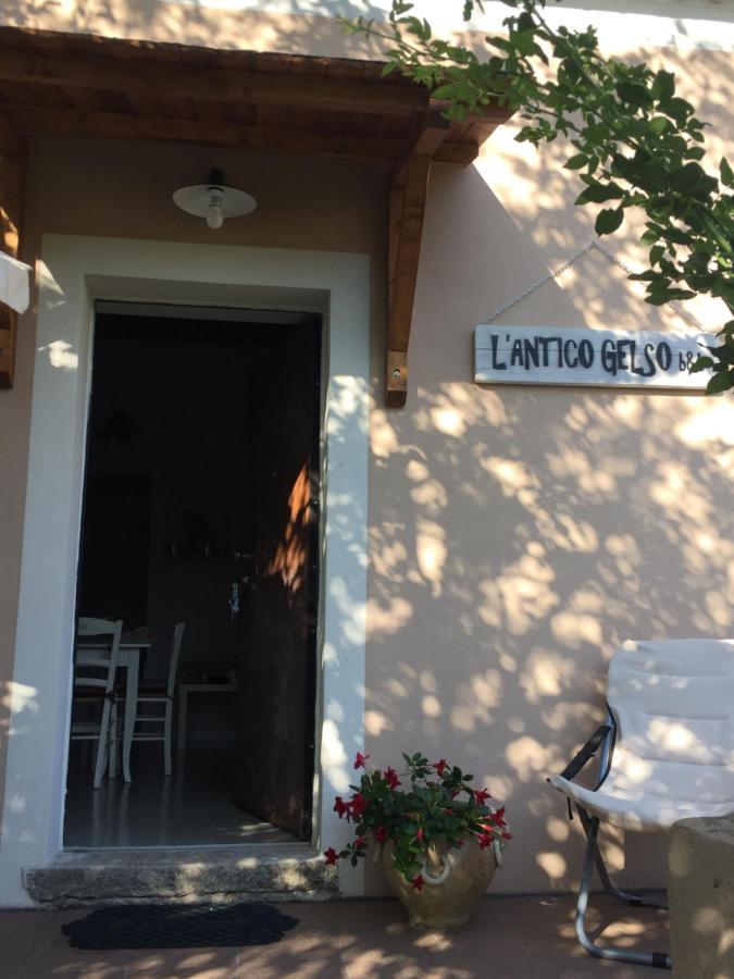 L'antico Gelso Viggiano