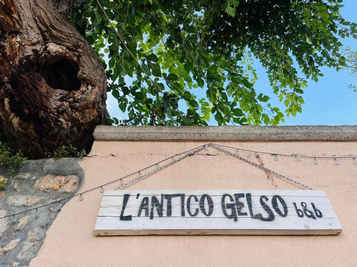 L'antico Gelso